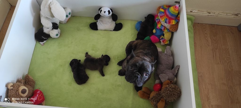 chiot Bouledogue français Des Fidèles de Bismark