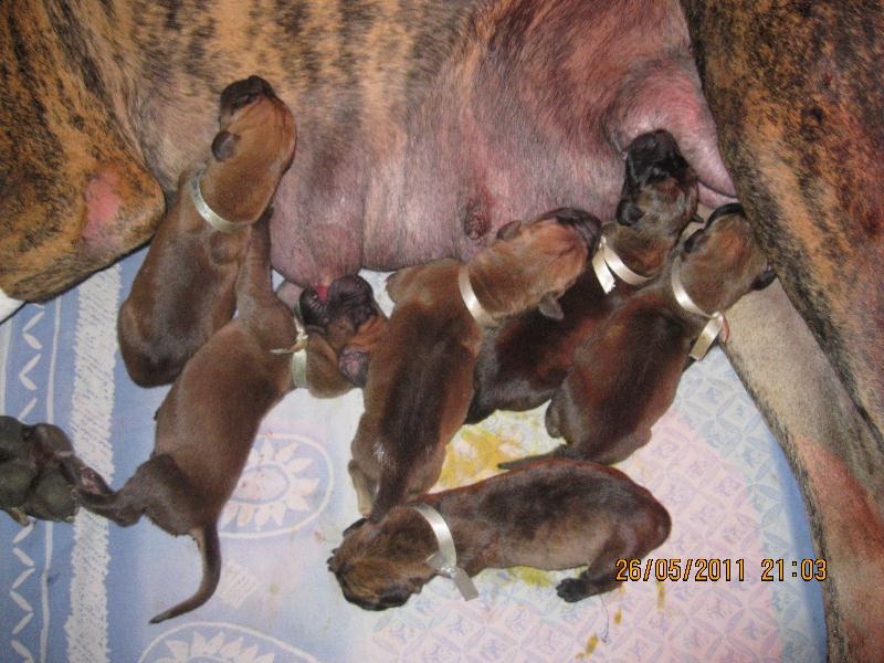 Des Fidèles de Bismark - Dogue allemand - Portée née le 25/05/2011