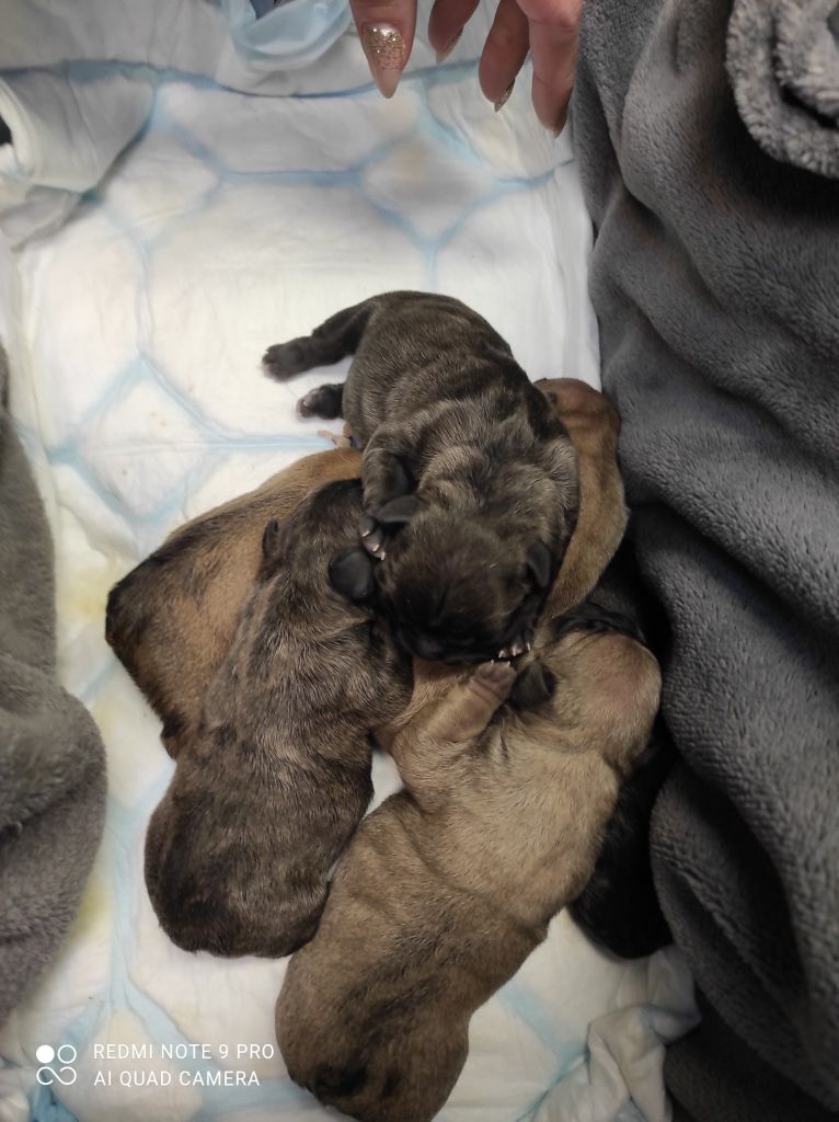 chiot Bouledogue français Des Fidèles de Bismark