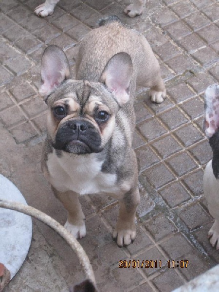 Fidji De la roseraie du col de bussang