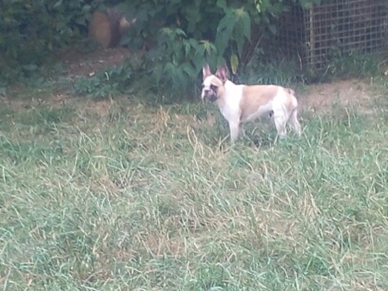 Litchy dite lizzie du val des mésanges noires