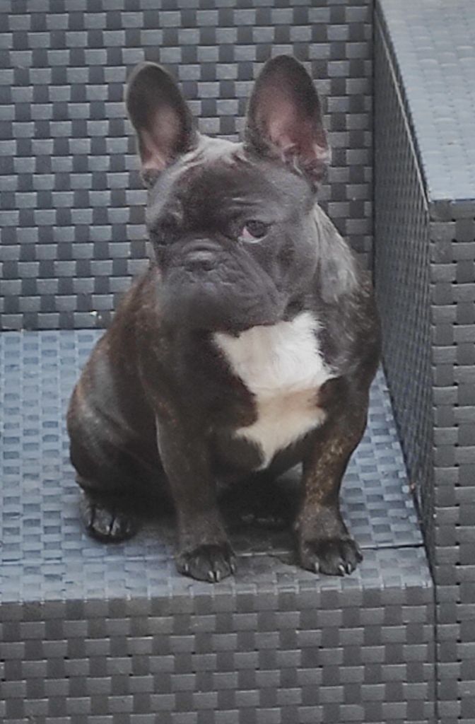 Sissi imperatrice Des Fidèles de Bismark